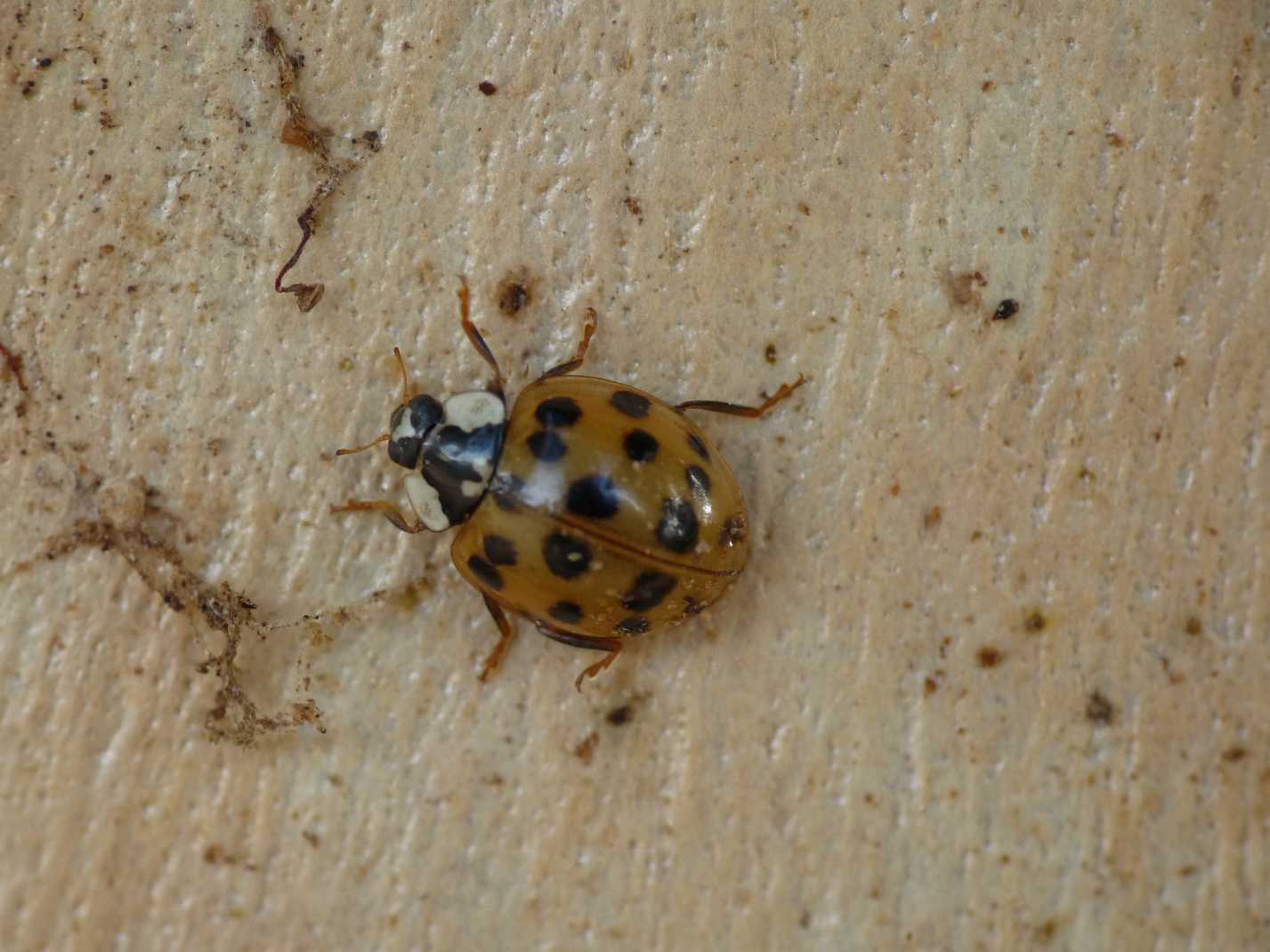 Coccinelle: Harmonia axyridis varie colorazioni (le pi grandi).